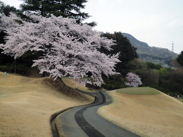 20110411｜伊勢原ＣＣ｜桜写真１２