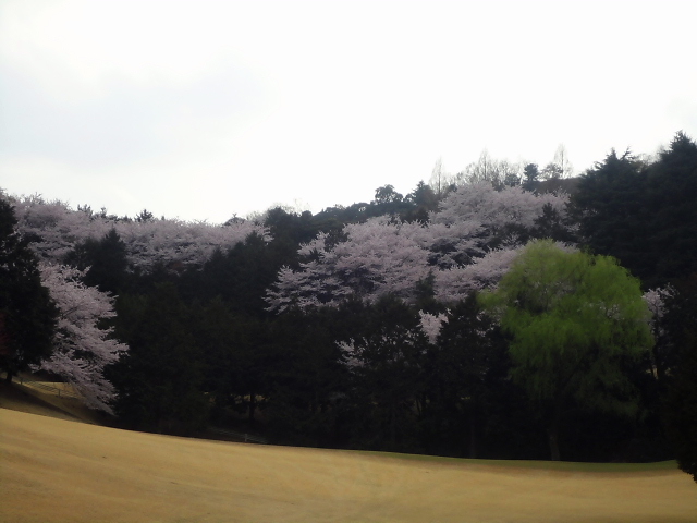 20110411｜伊勢原ＣＣ｜桜写真１３