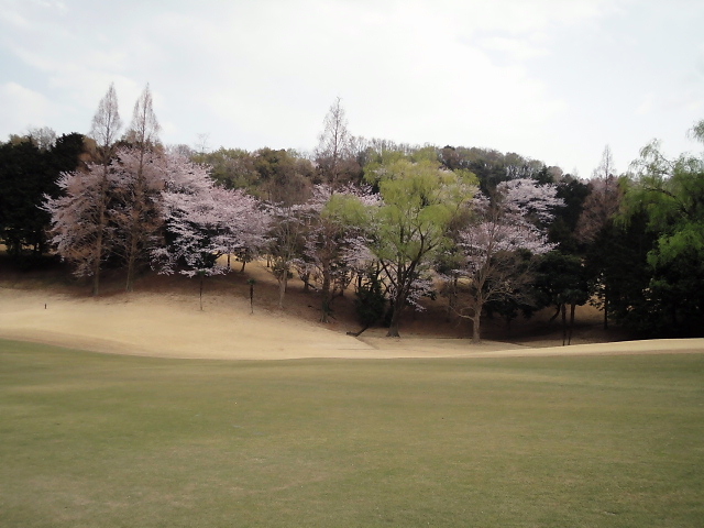 20110411｜伊勢原ＣＣ｜桜写真１５