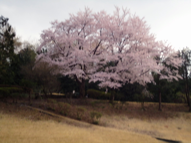 20110411｜伊勢原ＣＣ｜桜写真１７