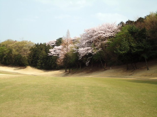 20110411｜伊勢原ＣＣ｜桜写真１９