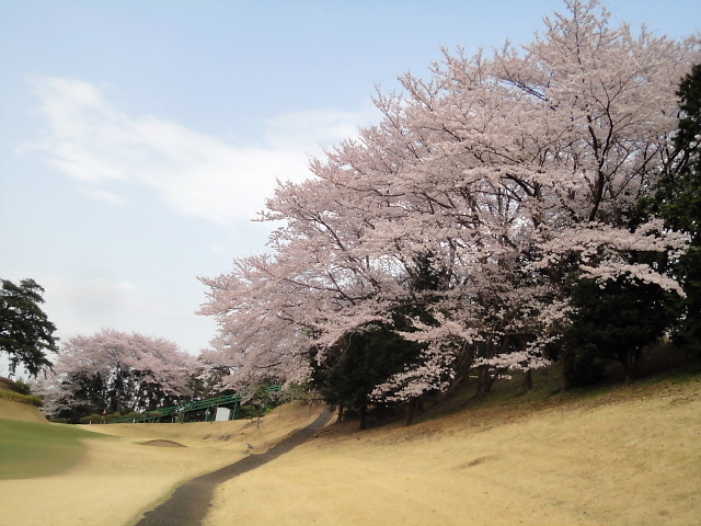 20110411｜伊勢原ＣＣ｜桜写真２２
