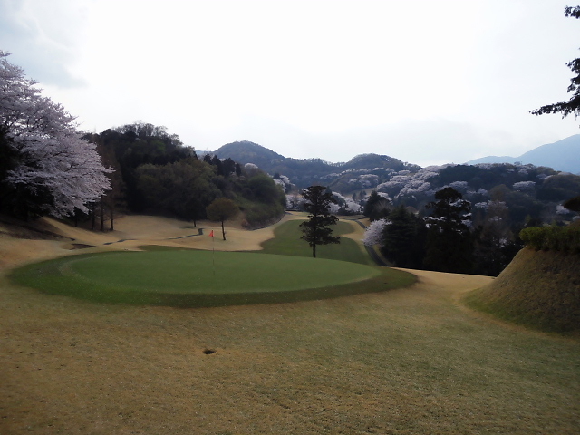20110411｜伊勢原ＣＣ｜桜写真２３