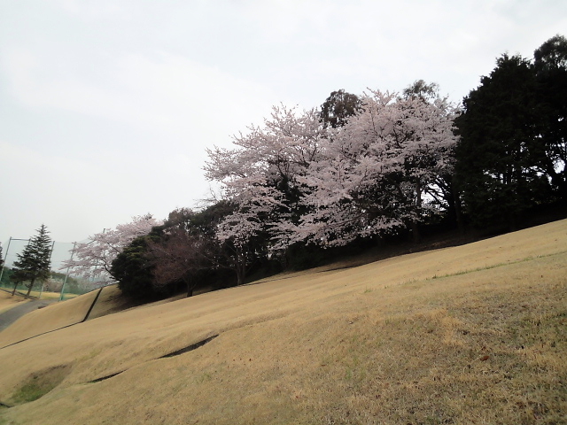 20110411｜伊勢原ＣＣ｜桜写真３２
