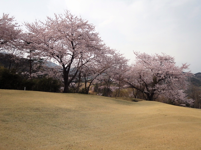 20110411｜伊勢原ＣＣ｜桜写真３７