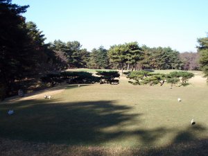 11月21日（土）江戸崎　東　１．０Ｒ　晴れ　6,375ｙ　イン40　アウト38