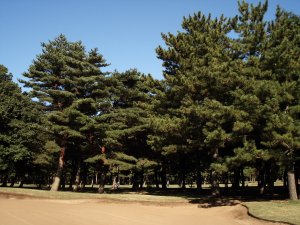 20081101
