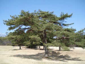 20090409