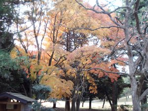 11月29日（日）中山　１．０Ｒ　曇り　6,695ｙ　アウト43　イン39