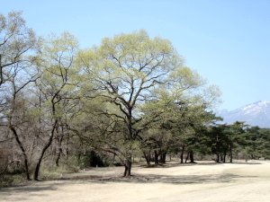 20090409